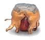 [Resim: gs2.gif]